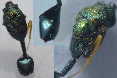 Réf. 274 876 : Sphegigaster pallicornis